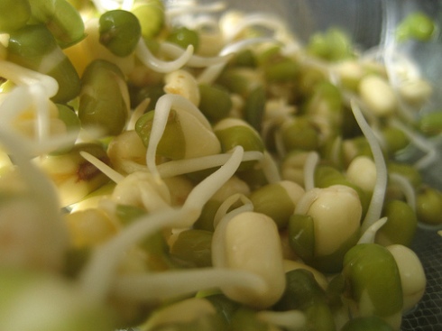 Bean-Sprouts